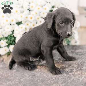 Clinton, Miniature Poodle Mix Puppy