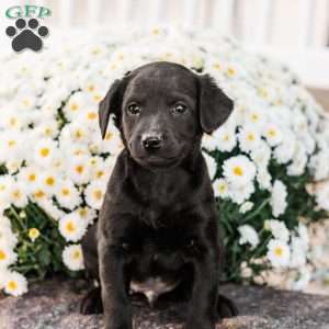 Clinton, Miniature Poodle Mix Puppy