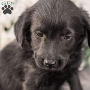 Craig, Miniature Poodle Mix Puppy