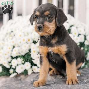 Chad, Miniature Poodle Mix Puppy