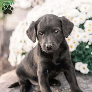 Clinton, Miniature Poodle Mix Puppy
