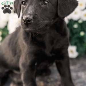 Clinton, Miniature Poodle Mix Puppy