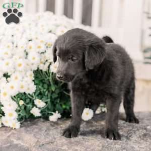 Craig, Miniature Poodle Mix Puppy