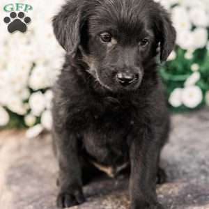 Craig, Miniature Poodle Mix Puppy