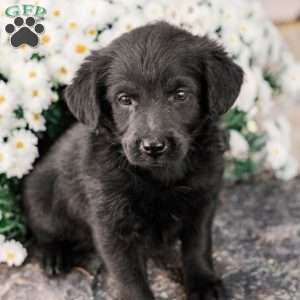 Craig, Miniature Poodle Mix Puppy