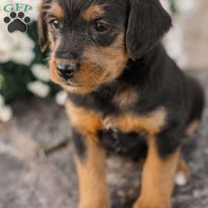 Chad, Miniature Poodle Mix Puppy