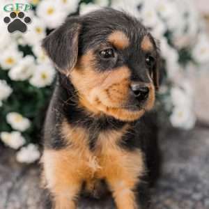 Crew, Miniature Poodle Mix Puppy