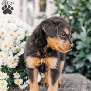 Colson, Miniature Poodle Mix Puppy