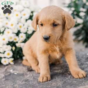 Chipper, Miniature Poodle Mix Puppy