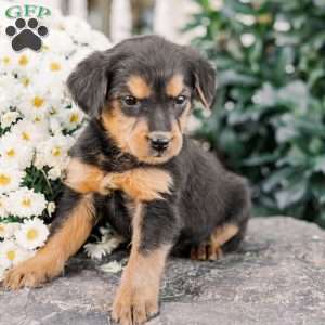 Colson, Miniature Poodle Mix Puppy