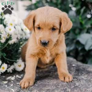 Chipper, Miniature Poodle Mix Puppy