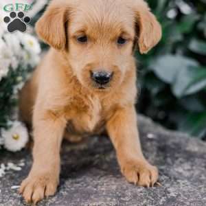 Chipper, Miniature Poodle Mix Puppy