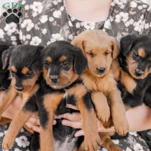 Craig, Miniature Poodle Mix Puppy