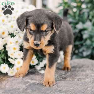 Colson, Miniature Poodle Mix Puppy