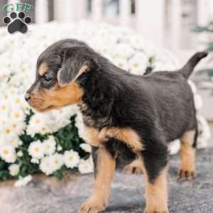 Colson, Miniature Poodle Mix Puppy