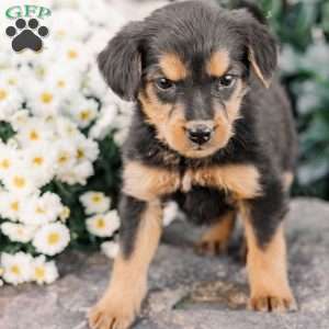 Colson, Miniature Poodle Mix Puppy