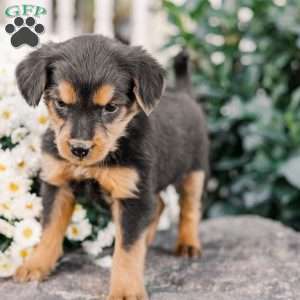 Colson, Miniature Poodle Mix Puppy