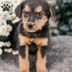 Colson, Miniature Poodle Mix Puppy