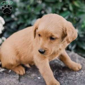 Chipper, Miniature Poodle Mix Puppy