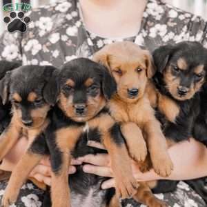Chipper, Miniature Poodle Mix Puppy