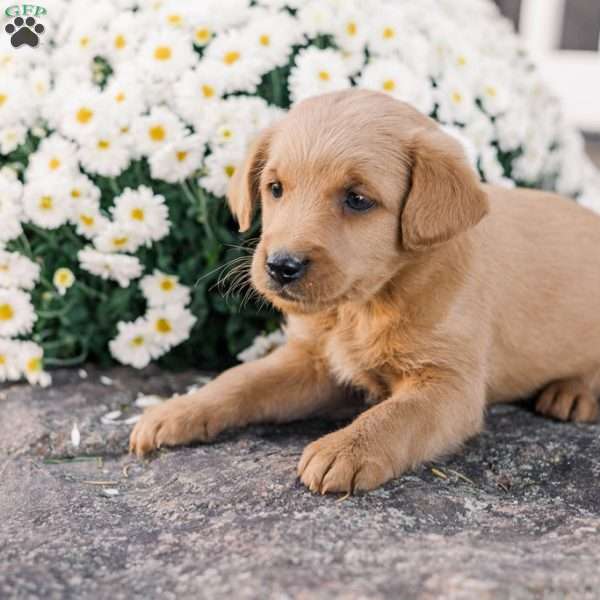 Chipper, Miniature Poodle Mix Puppy