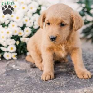 Chipper, Miniature Poodle Mix Puppy