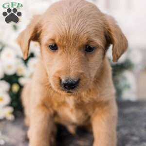 Chipper, Miniature Poodle Mix Puppy