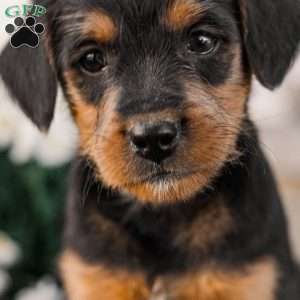 Chad, Miniature Poodle Mix Puppy