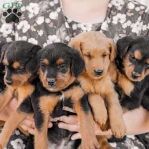 Crew, Miniature Poodle Mix Puppy