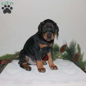 Rover, Doberman Pinscher Puppy