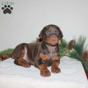 Roxy, Doberman Pinscher Puppy