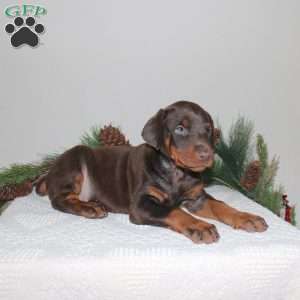 Rudie, Doberman Pinscher Puppy