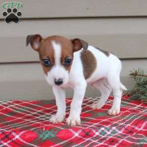 Jackie, Jack Russell Terrier Puppy