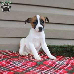 Isaac, Jack Russell Terrier Puppy