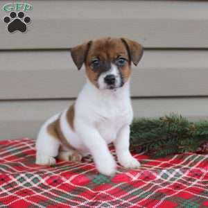 Isabel, Jack Russell Terrier Puppy