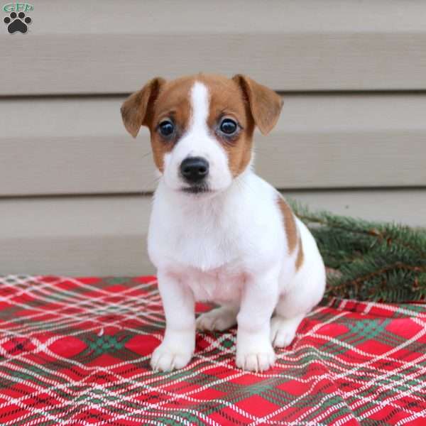 Iris, Jack Russell Terrier Puppy