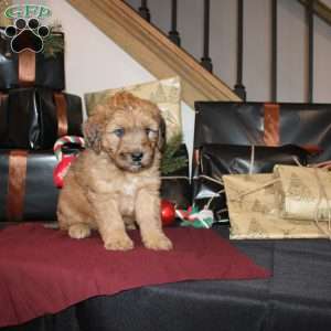 Levi, Mini Whoodle Puppy