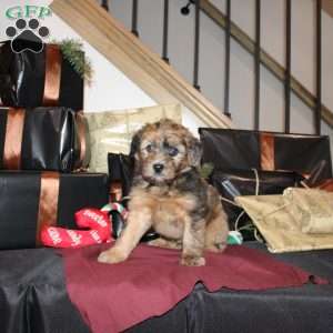 Lester, Mini Whoodle Puppy