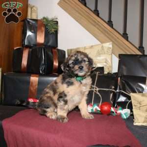 Lydia, Mini Whoodle Puppy