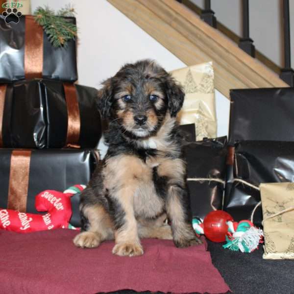 Lizzy, Mini Whoodle Puppy