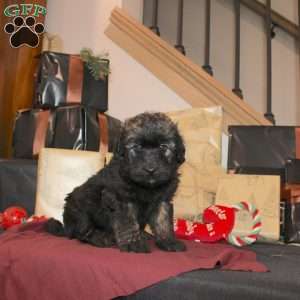 Lynda, Mini Whoodle Puppy