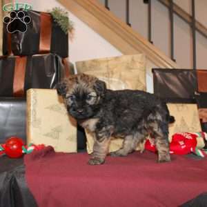 Lila, Mini Whoodle Puppy