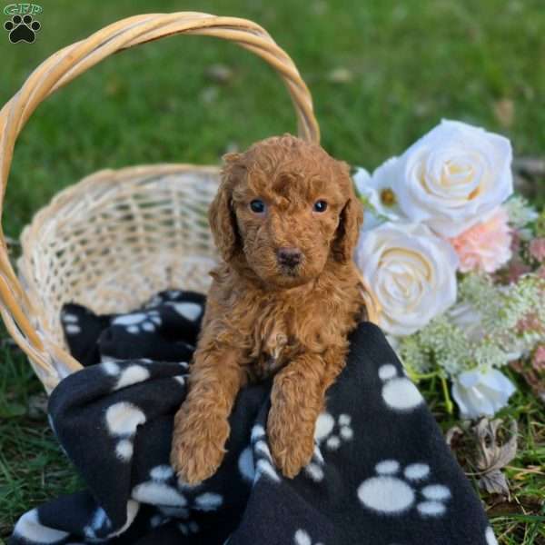 Lori, Mini Goldendoodle Puppy