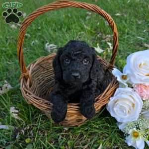 Lucy, Mini Goldendoodle Puppy