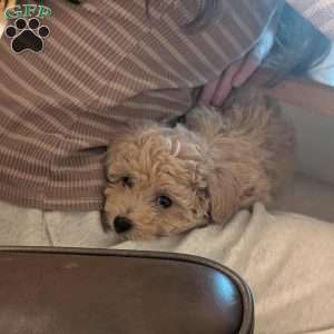 Charlie, Bich-Poo Puppy