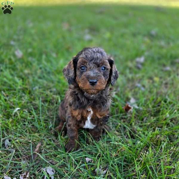 Logan, Mini Goldendoodle Puppy