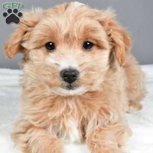 Peppermint, Maltipoo Puppy