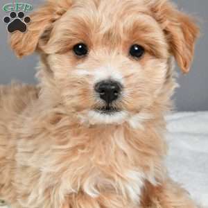 Peppermint, Maltipoo Puppy