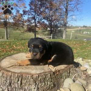 Cleo, Rottweiler Puppy
