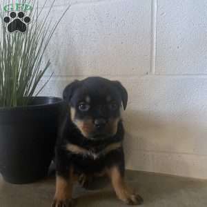 Maddie, Rottweiler Puppy